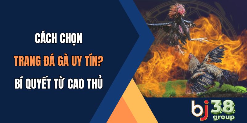 Trang đá gà uy tín