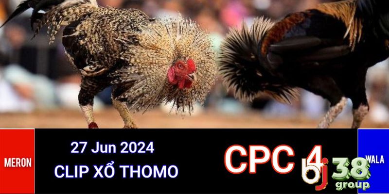 Đá gà Thomo CPC4 quy tụ chiến kê hàng đầu