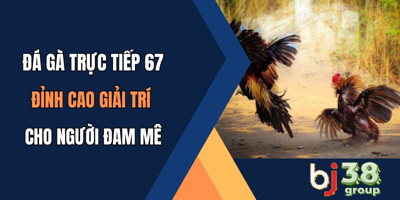 Đá gà trực tiếp 67