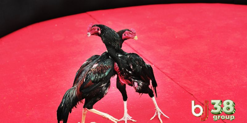 Dagatructiep C3 là trường gà uy tín chuyên cung cấp trận đấu hấp dẫn hàng đầu từ Thomo