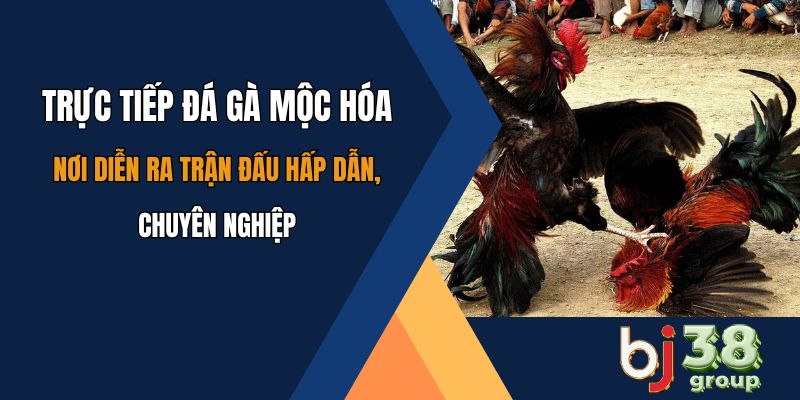 Trực Tiếp Đá Gà Mộc Hóa